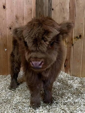 Puerto Rico, Pet Supplies, USD 400,  Mini Highland Available For Rehoming.