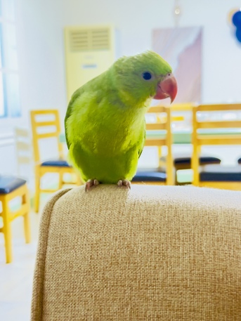 Bani Jamra, Pet Supplies, BHD 20,  2 1/2  Months Old Green Parrot For Sale  With Cage