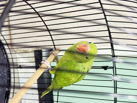 Bani Jamra, Pet Supplies, BHD 20,  2 1/2  Months Old Green Parrot For Sale  With Cage