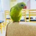BHD 30,  2 1/2  Months Old Green Parrot For Sale  With Cage