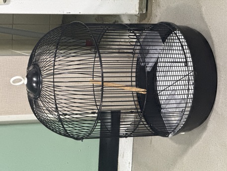 Bani Jamra, Pet Supplies, BHD 30,  2 1/2  Months Old Green Parrot For Sale  With Cage
