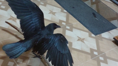 Hamad Town, Pet Supplies, BHD 58,  Raven Craw USA 3 Months