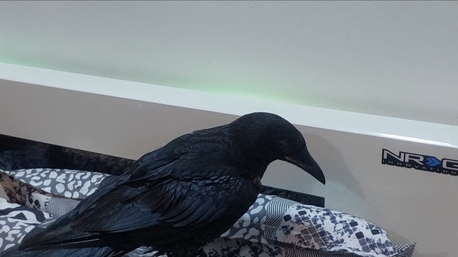 Hamad Town, Pet Supplies, BHD 58,  Raven Craw USA 3 Months