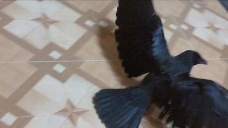 Hamad Town, Pet Supplies, BHD 58,  Raven Craw USA 3 Months