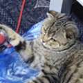 SAR 1,  Scottish Fold Male Cat 1 Year Old