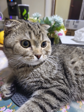 Jubail, Free Items, SAR 1,  Scottish Fold Male Cat 1 Year Old