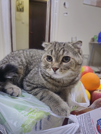 Jubail, Free Items, SAR 1,  Scottish Fold Male Cat 1 Year Old