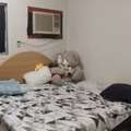 SAR 13000/year,  1 BR,  Flat Will Available From July