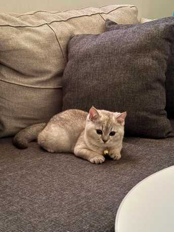 Jeddah, Pet Supplies, SAR 1800,  CAT -kitten (Scottish Fold 3.5 Months Old)