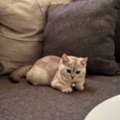 SAR 1800, CAT -kitten (Scottish Fold 3.5 Months Old)