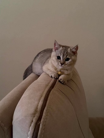 Jeddah, Pet Supplies, SAR 1800,  CAT -kitten (Scottish Fold 3.5 Months Old)