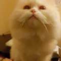 SAR 3000,  Premium Quality British & Himalayan Persian Cats Pair For Sale (with Pet Passports)