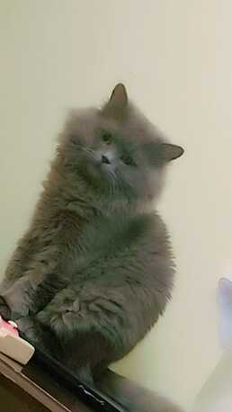 Jeddah, Pet Supplies, SAR 3000,  Premium Quality British & Himalayan Persian Cats Pair For Sale (with Pet Passports)