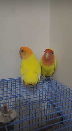 Al Khalidiyah, Pet Supplies, SAR 300,  Lovebirds - Paired And Breeding (lutino-yellow) With Cage