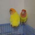 SAR 300,  Lovebirds - Paired And Breeding (lutino-yellow) With Cage