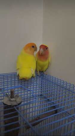 Al Khalidiyah, Pet Supplies, SAR 300,  Lovebirds - Paired And Breeding (lutino-yellow) With Cage