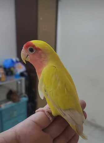 Al Khalidiyah, Pet Supplies, SAR 300,  Lovebirds - Paired And Breeding (lutino-yellow) With Cage