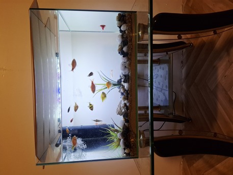 Jeddah, Household Items, SAR 550,  Aquarium For Sale