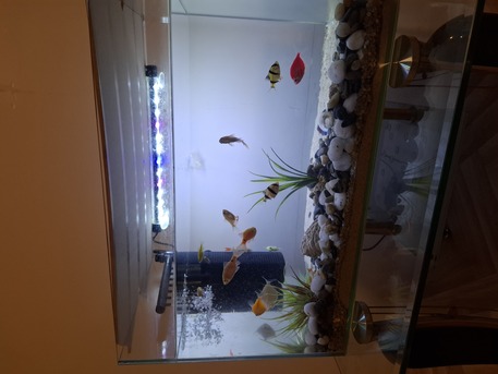 Jeddah, Household Items, SAR 550,  Aquarium For Sale