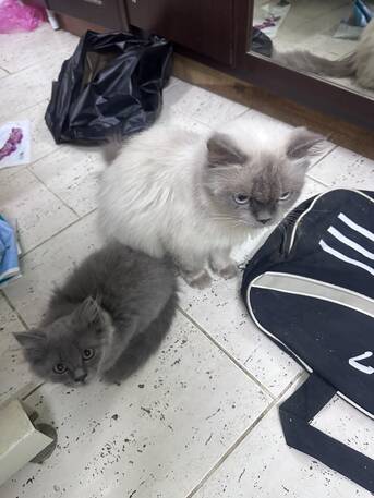 Al Ruwais, Pet Adoption, Free Cat Adoption