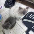 Free Cat Adoption