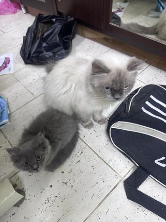 Al Ruwais, Pet Adoption, Free Cat Adoption