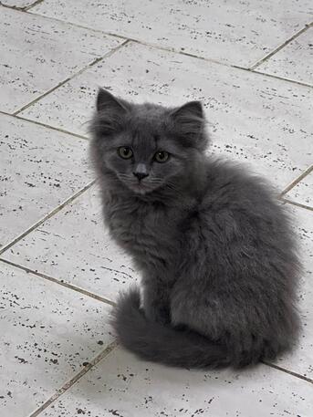 Al Ruwais, Pet Adoption, Free Cat Adoption