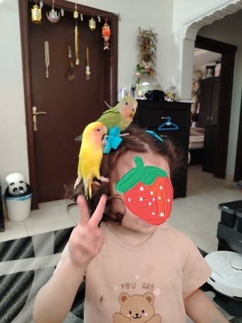 Riyadh, Pet Supplies, SAR 500,  Pair Of Pet Rose Birds For Sale &ndash; Includes Cage, 4 Eggs & Bird Food