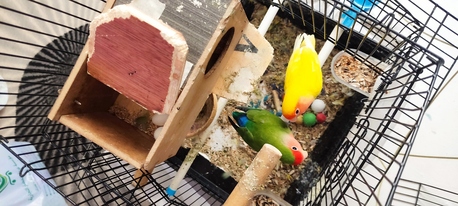 Riyadh, Pet Supplies, SAR 500,  Pair Of Pet Rose Birds For Sale &ndash; Includes Cage, 4 Eggs & Bird Food