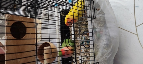 Riyadh, Pet Supplies, SAR 500,  Pair Of Pet Rose Birds For Sale &ndash; Includes Cage, 4 Eggs & Bird Food