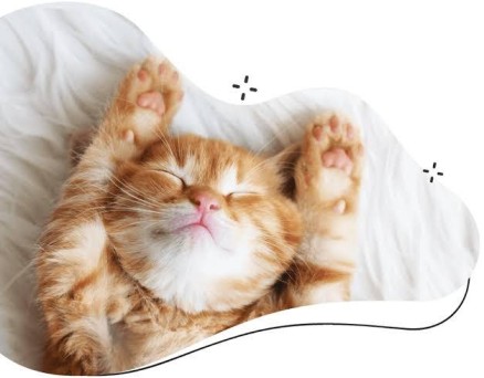 Sydney, Pet Sitting, Premium Cat Hotel Sydney For Feline Comfort