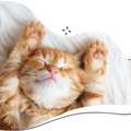 Premium Cat Hotel Sydney For Feline Comfort