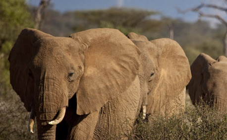 New York, Travel, Luxury Safari Tours Across East Africa | Image Travel Ltd