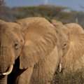 Luxury Safari Tours Across East Africa | Image Travel Ltd
