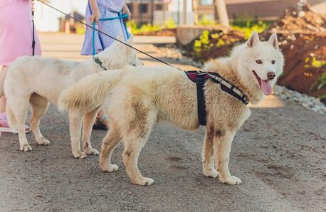Bhubaneswar, Pet Sitting, Dog Walkers In Bhubaneswar
