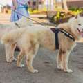Dog Walkers In Bhubaneswar