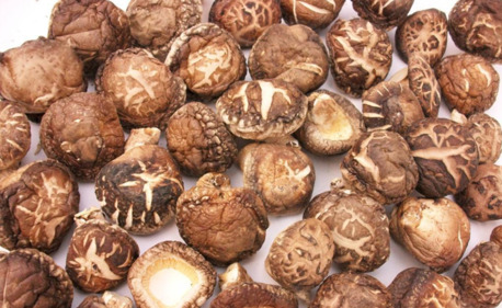 Beijing, Farm/Garden, Start Your Mushroom Growing Journey With Reliable Shiitake Logs