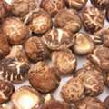 Start Your Mushroom Growing Journey With Reliable Shiitake Logs