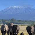 Luxury African Safari Tours