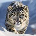 Snow Leopard Expedition Spiti | Exclusive Himalayan Wildlife Safari