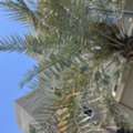 BHD 99/month,  3br Flat Near Lozi And Hamad Town For Tent