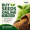 INR 19,  Buy Seeds Online In India &ndash; Premium Quality Seeds At Upjau