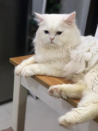 Hoora, Pet Adoption, 🐾 PET ADOPTION – LOVING HOME NEEDED 🐾