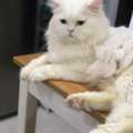 🐾 PET ADOPTION – LOVING HOME NEEDED 🐾