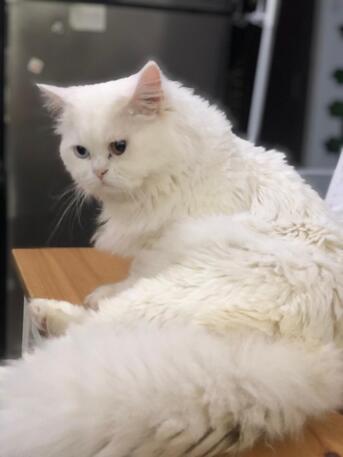 Hoora, Pet Adoption, 🐾 PET ADOPTION – LOVING HOME NEEDED 🐾