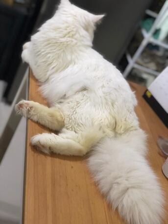 Hoora, Pet Adoption, 🐾 PET ADOPTION – LOVING HOME NEEDED 🐾