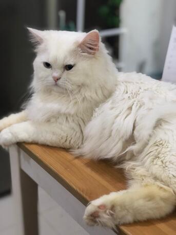 Hoora, Pet Adoption, 🐾 PET ADOPTION – LOVING HOME NEEDED 🐾