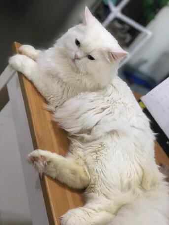 Hoora, Pet Adoption, 🐾 PET ADOPTION – LOVING HOME NEEDED 🐾