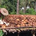 USD 3000,  Buy Premium Coconut Oil Wholesale &ndash; Bulk Coconut Oil Supplier