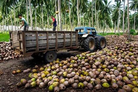 Manila, Food, USD 3000,  Buy Premium Coconut Oil Wholesale &ndash; Bulk Coconut Oil Supplier